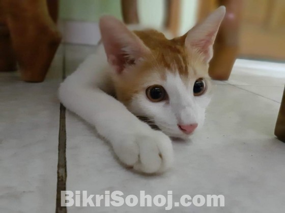 Mixed breed cat